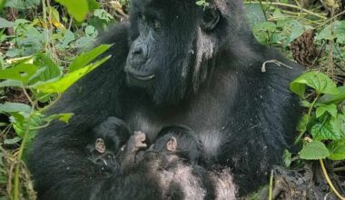 Rare Twins Born to Mountain Gorilla Family in Virunga National Park
