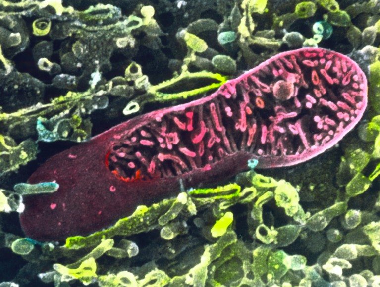 A scanning electron micrograph of a pink-coloured single mitochondrion sitting in amongst green coloured cytoplasm