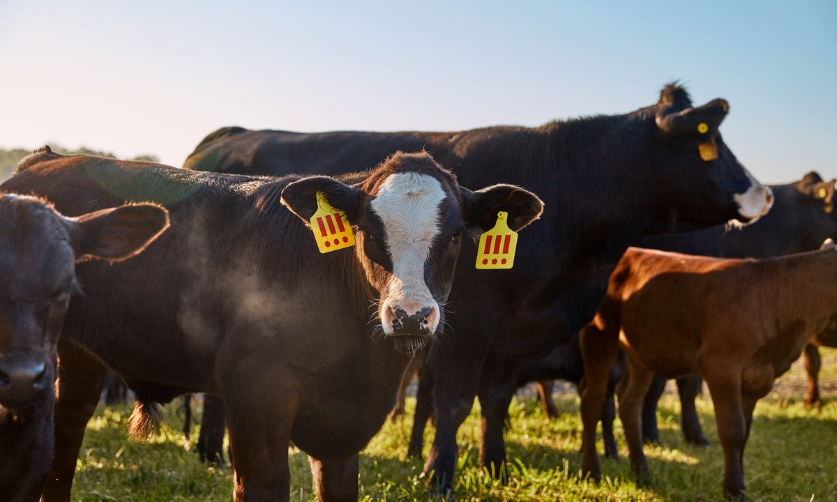 The final cow-tdown: buyers of MSCHF’s controversial bovine project will decide animal’s fate - The Art Newspaper