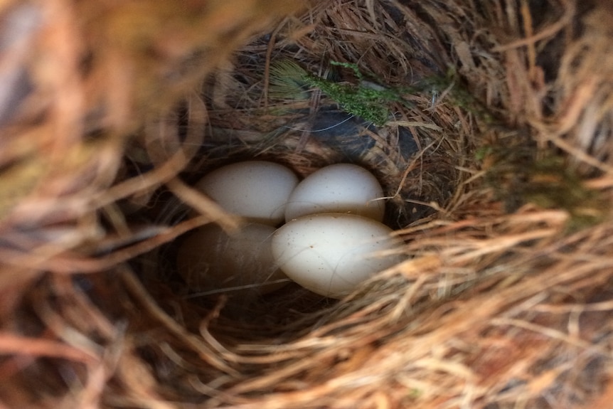 Forty spotted pardalote eggs in a nest.