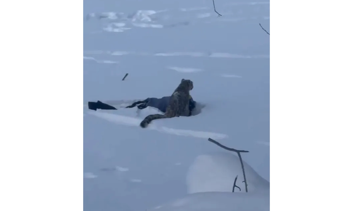 File photo of the reported snow leopard which attacked the livestock and was captured. Earlier, a skiing tourist was injured in a snow leopard attack while returning to a hotel in Fuyun county, Northwest China's Xinjiang Uygur Autonomous Region, on January 23, 2026. Photo: Screenshot from media