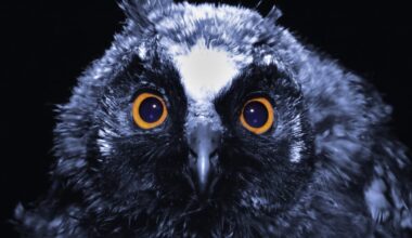Night owls who don't respond to SSRIs: circadian rhythm core to 'atypical' depression mystery