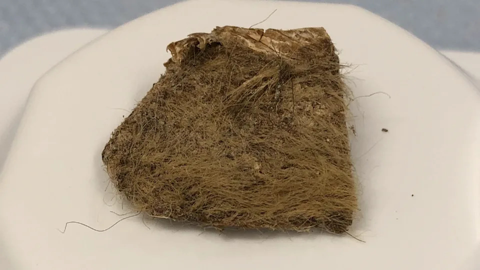 a chunk of hair-covered animal flesh sits on a white plastic pedestal