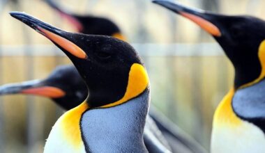 Edinburgh Zoo penguin parade axed due to bird flu fears