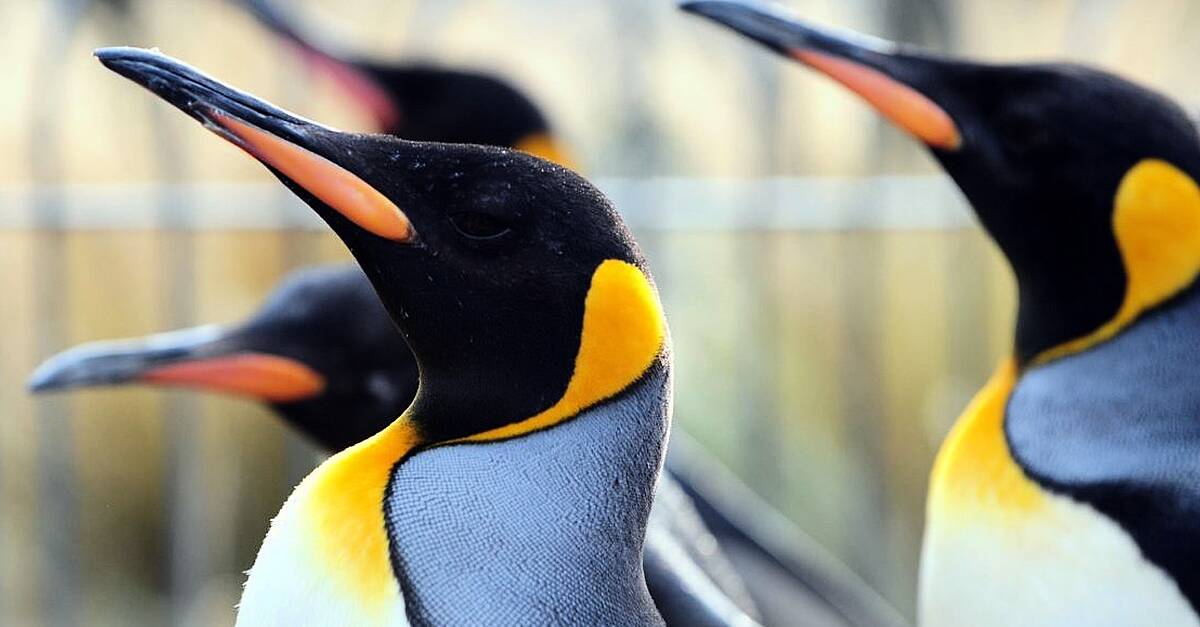 Edinburgh Zoo penguin parade axed due to bird flu fears