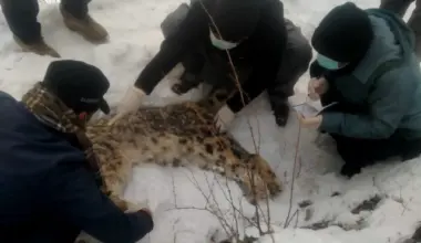 snow leopard in chitral dies of natural causes photo express