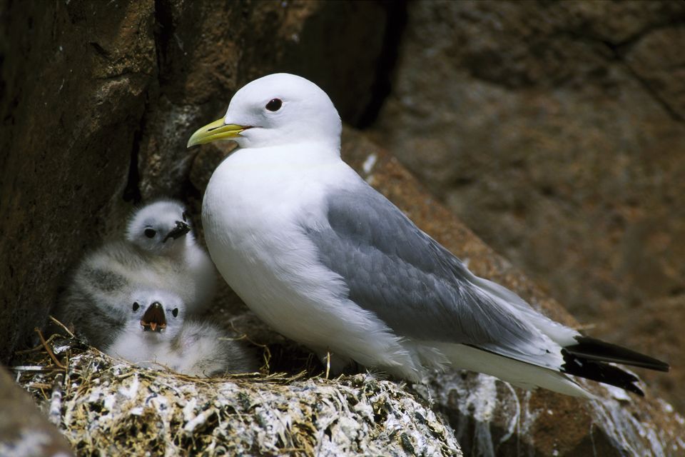 Dublin Bay ecosystems support red-listed species such as kittiwakes. Photo: Getty