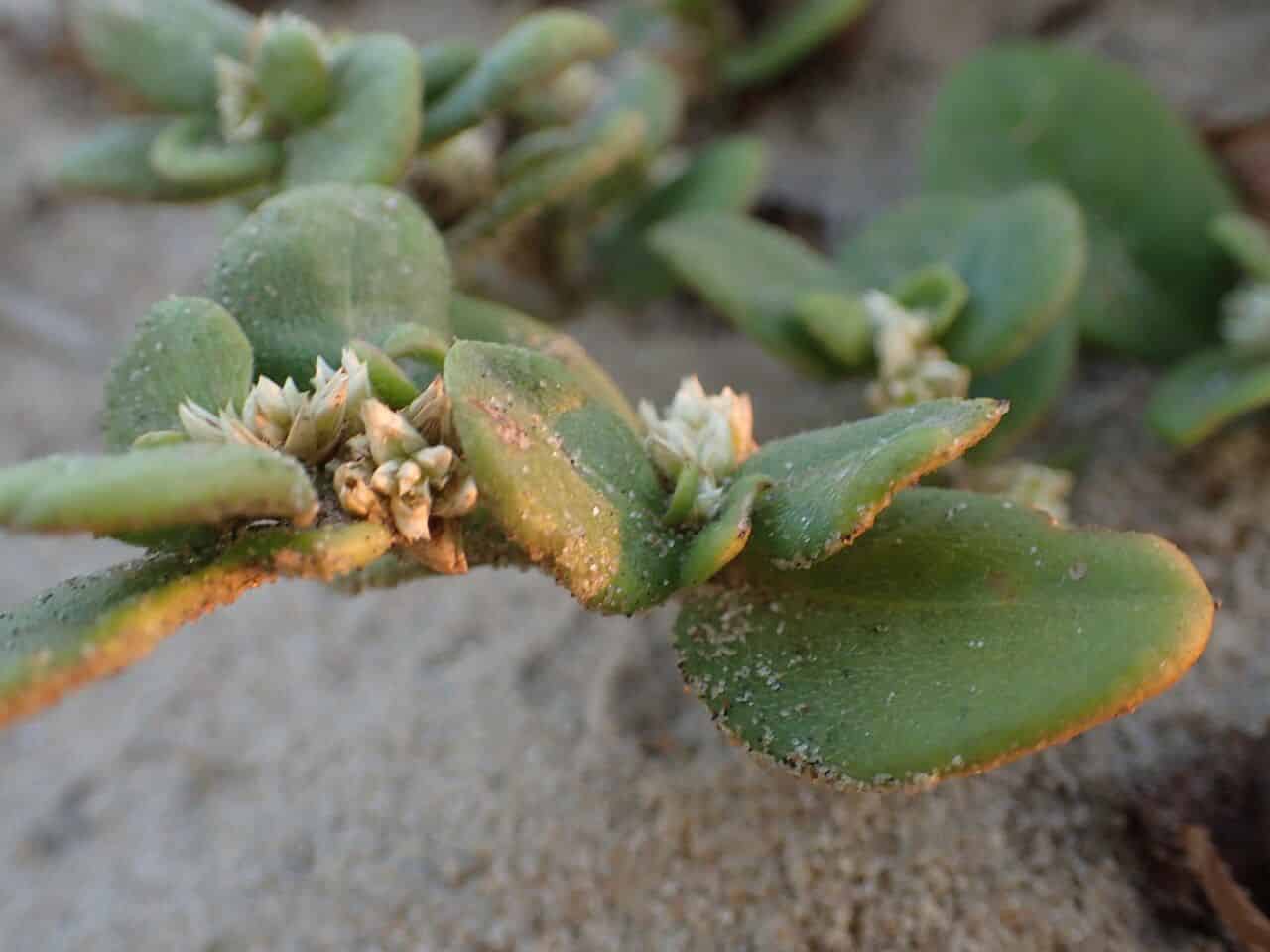 Scientists Tested a Brazilian Arthritis Folk Medicine and The Results Surprised Them in a Good Way