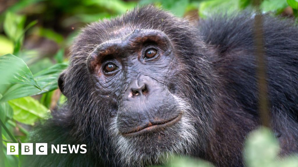 East Yorkshire residents told to license monkeys in private ownership