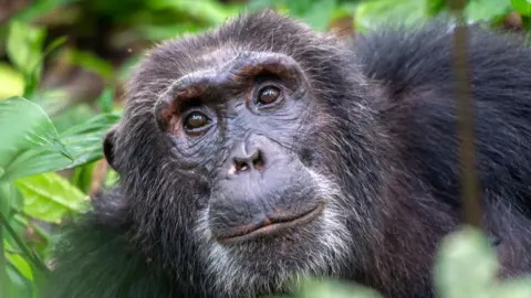 Getty Images A close up image of a chimpanzee sitting amongst green leaves and bushes.