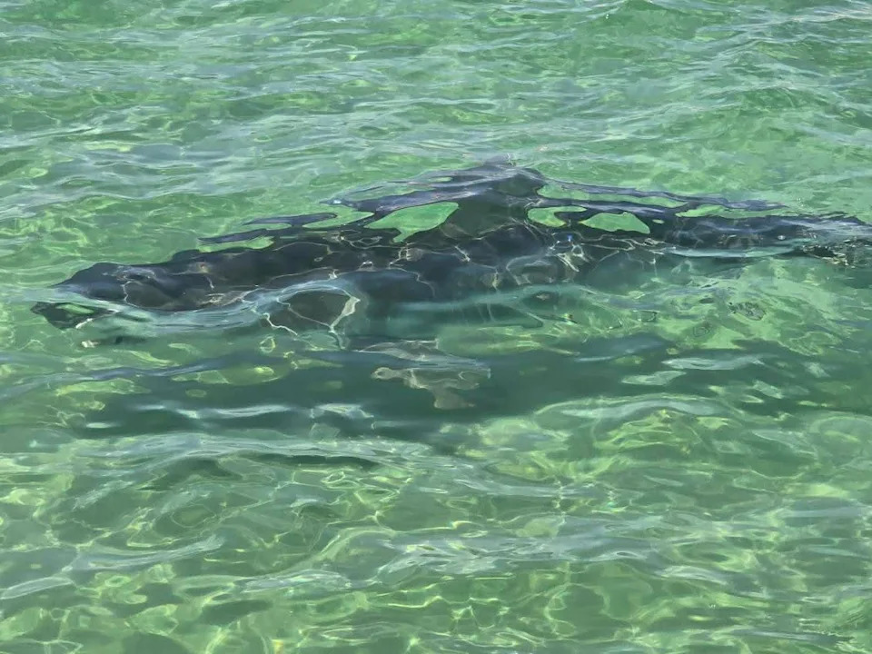 Close up of the shark in the water.