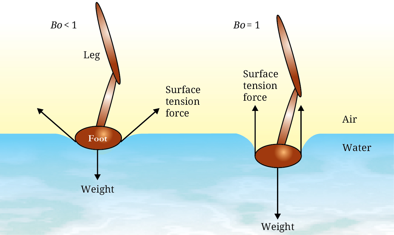 Schematic of animal legs on the surface of the water.