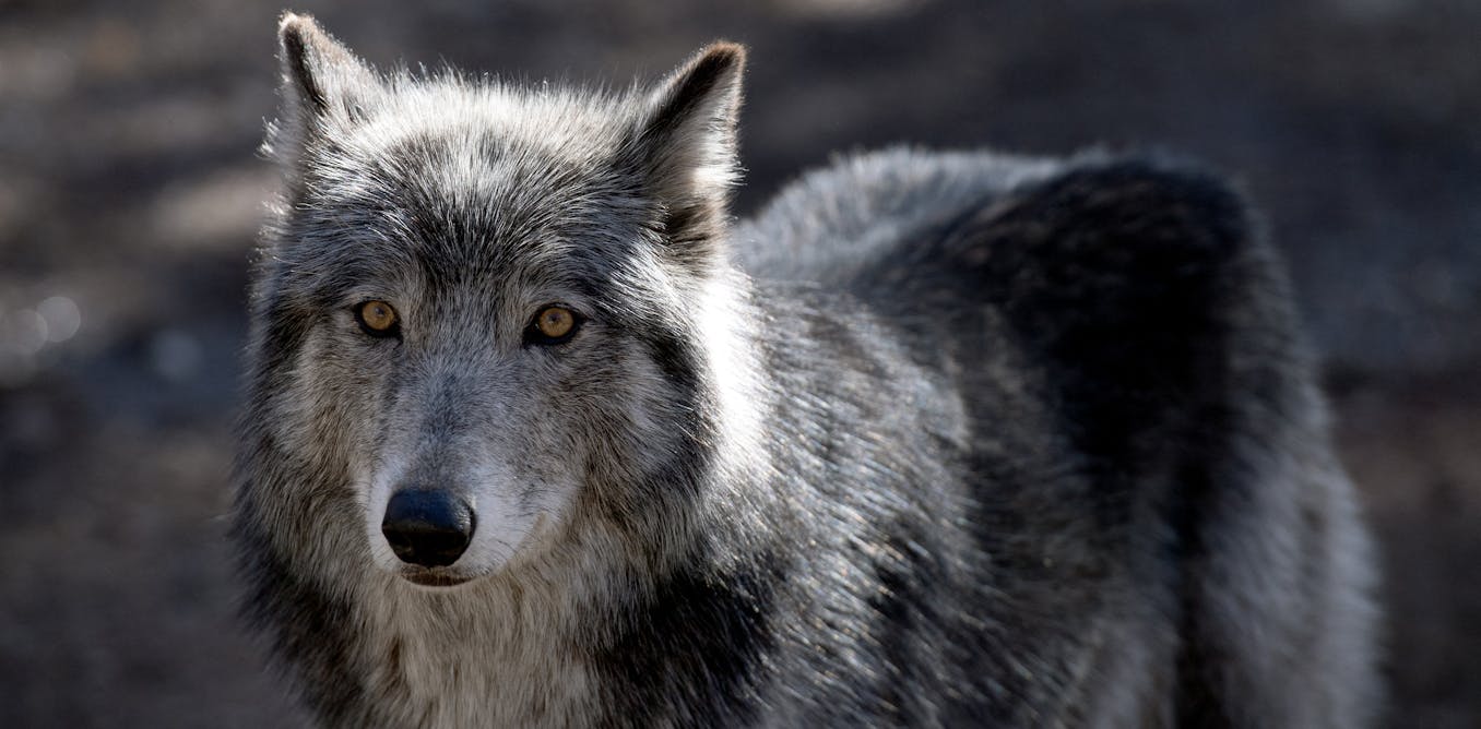 Americans generally like wolves − except when we’re reminded of our politics