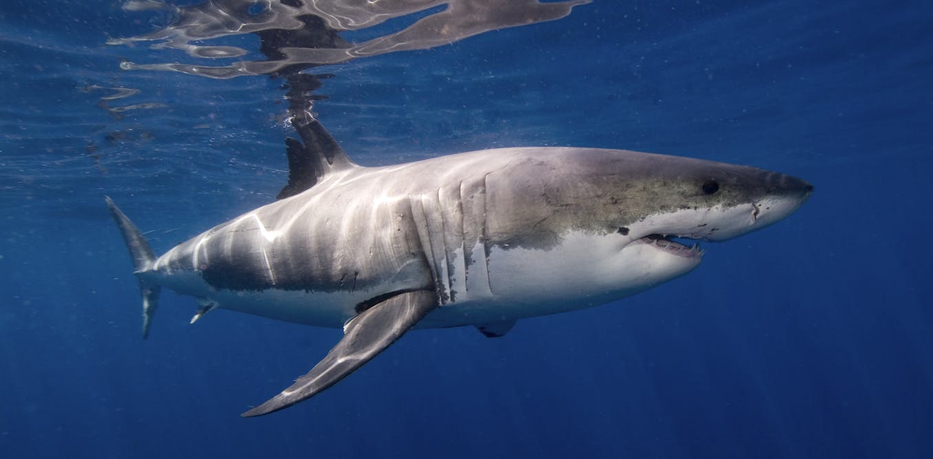 Great white sharks grow a whole new kind of tooth for slicing bone as they age