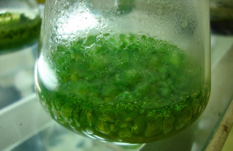 A glass beaker with cyanobacteria growing inside.