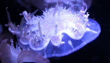What an ancient jellyfish can teach us about the evolution of sleep