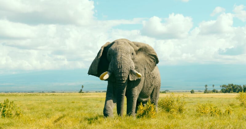 An adult elephant with large tusks stands in a grassy savanna under a bright blue sky with scattered clouds. Trees and distant hills are visible in the background.