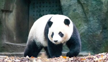 The Giant Panda Is Officially No Longer Endangered
