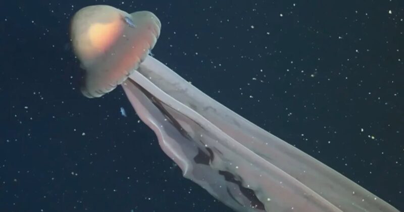 A large jellyfish with a dome-shaped, glowing cap and long, flowing tentacles drifts through dark, deep ocean water speckled with small particles.