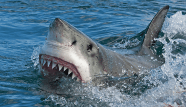 Great White Sharks Unlock A Terrifying New Bite As They Grow Older