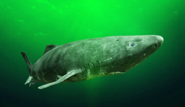 Greenland sharks live 500 years with serious heart disease