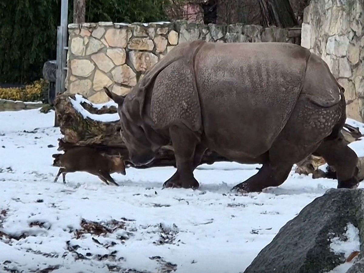 Tiny Deer Challenges Giant Rhino in Dramatic Zoo Encounter
