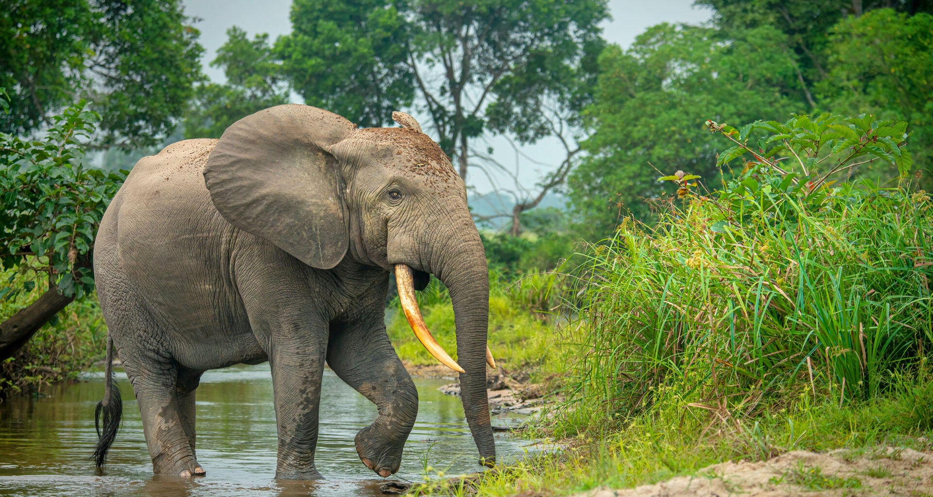 Pachyderm Pharmacies - bioGraphic