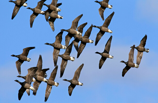The birds that come here because it's winter