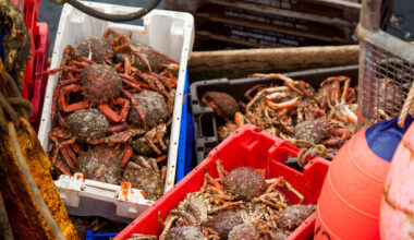 15,000 crabs that escaped from truck in Donegal fail in ‘bid for freedom’