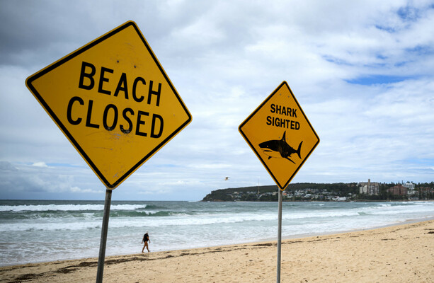 'Just go to a pool': Australia closes dozens of beaches after fourth shark attack in 48 hours - The Journal