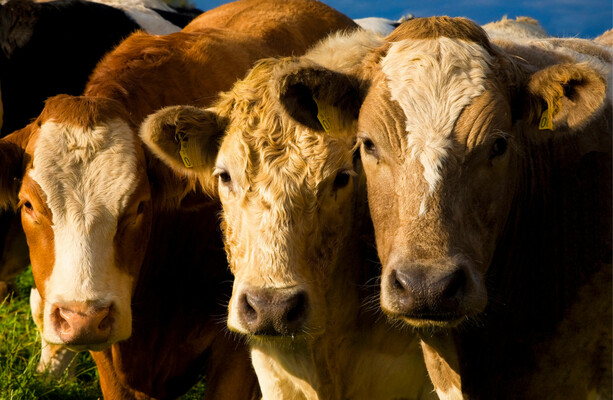 Outbreak of bluetongue virus confirmed in cattle herd in Co Wexford - The Journal