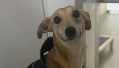 Animal charity thanks ‘vigilant member of the public’ for the safe return of stolen dog