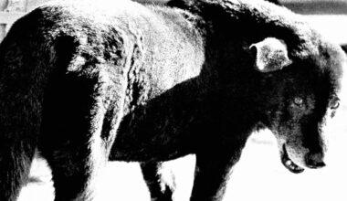 Daido Moriyama Retrospective FOTO ARSENAL WIEN