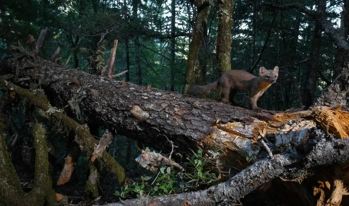 Humboldt Or Coastal Marten On A Douglas Fir Scaled