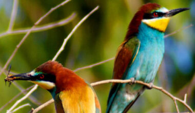 New Online Tool Charts Evolution of Every Known Bird Species