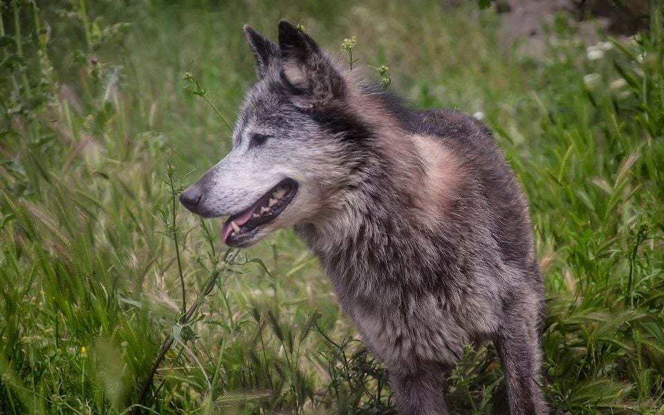 Western Athens residents warned over grey wolf spotted on streets