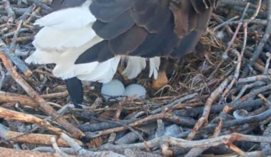 Egg #2 arrives for Jackie and Shadow, the Big Bear bald eagles – NBC Los Angeles