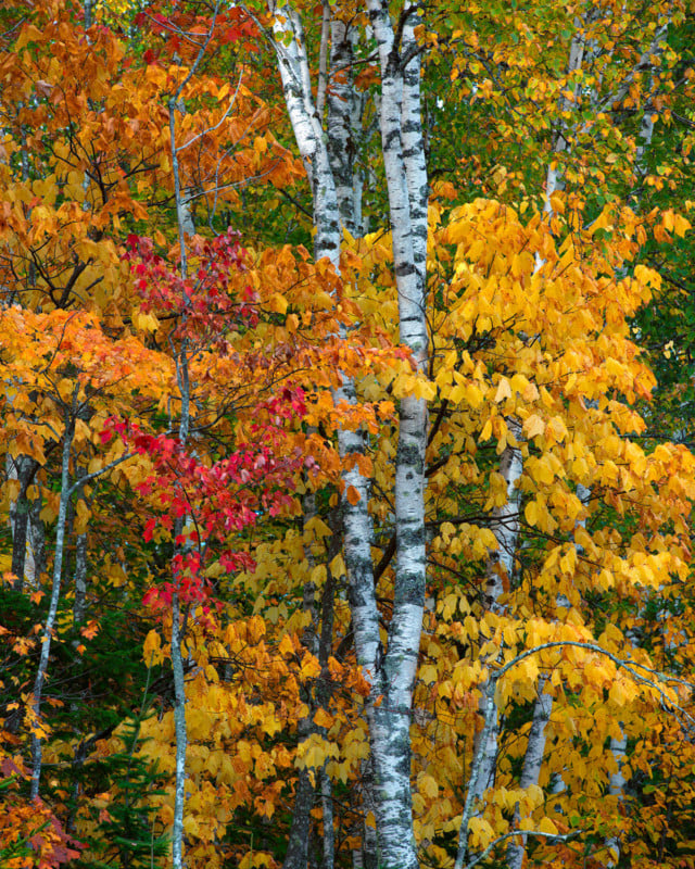 Birch trees with white bark stand among autumn foliage in shades of yellow, orange, and red, creating a vibrant, colorful forest scene.