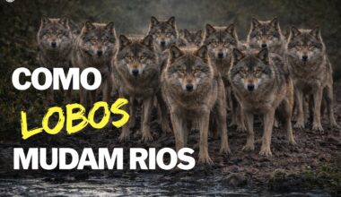 The United States released 31 wolves into Yellowstone in 1995–1996, and the result surprised the world: fewer elk, more trees, more beavers, and even changes in river dynamics; one of the largest