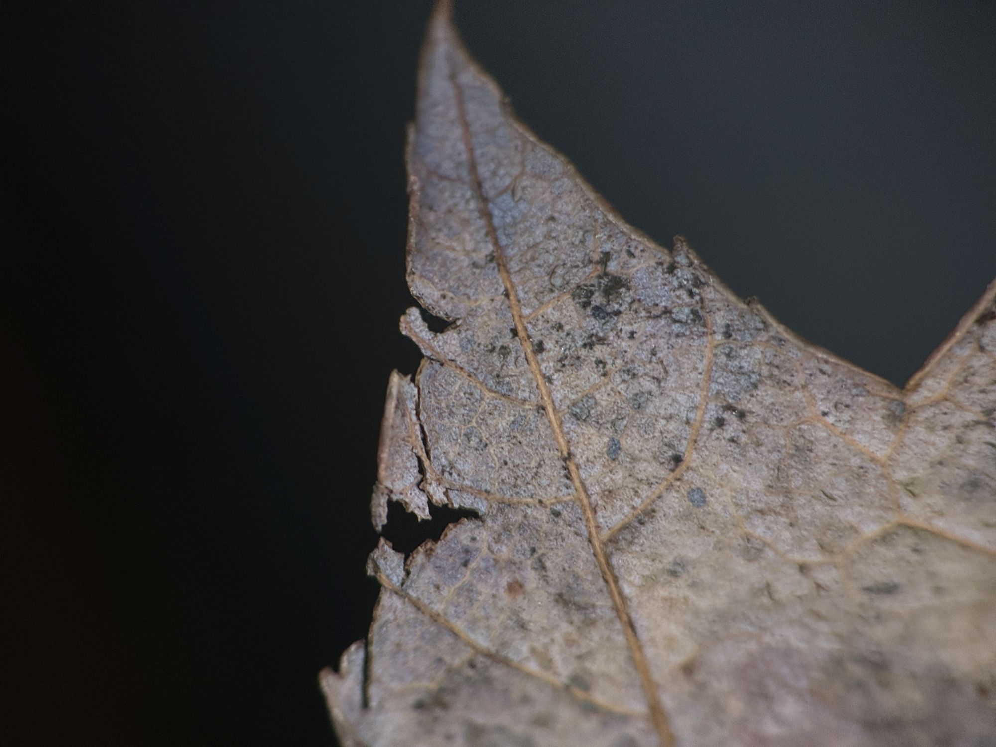 Shiftcam 240mm Super Zoom Tele macro sample.