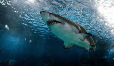 Great white sharks grow a whole new kind of tooth for slicing bone as they age