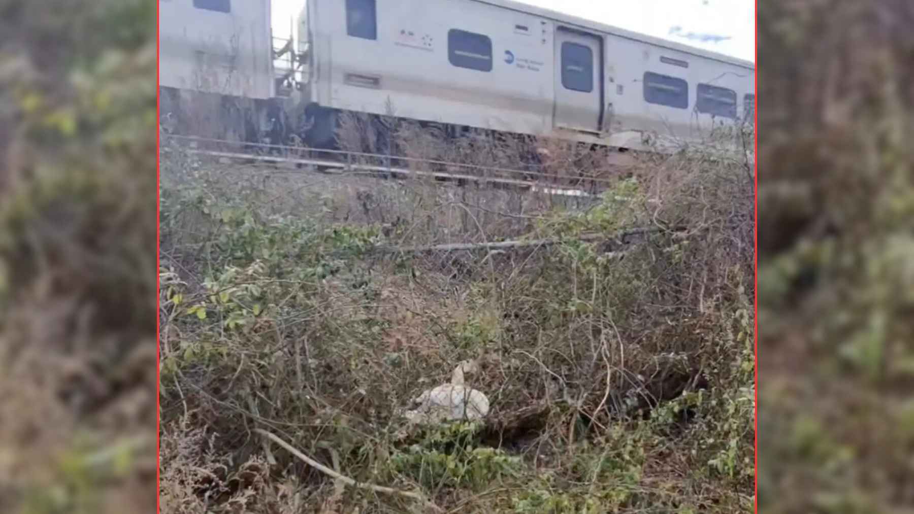 Swan trapped in brush beside train tracks in Massapequa, New York, as a commuter train passes in the background