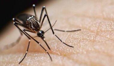 Mosquitoes' Bloodsucking Tubes Could Enable High-Definition 3D Printing