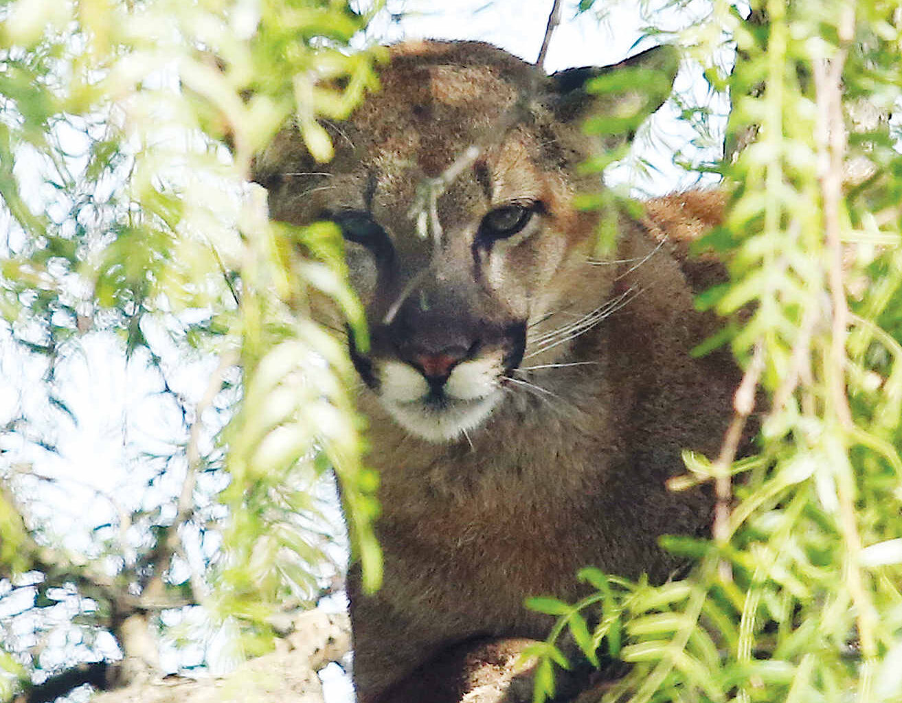 Mountain lion seen on Main Street | The Pajaronian