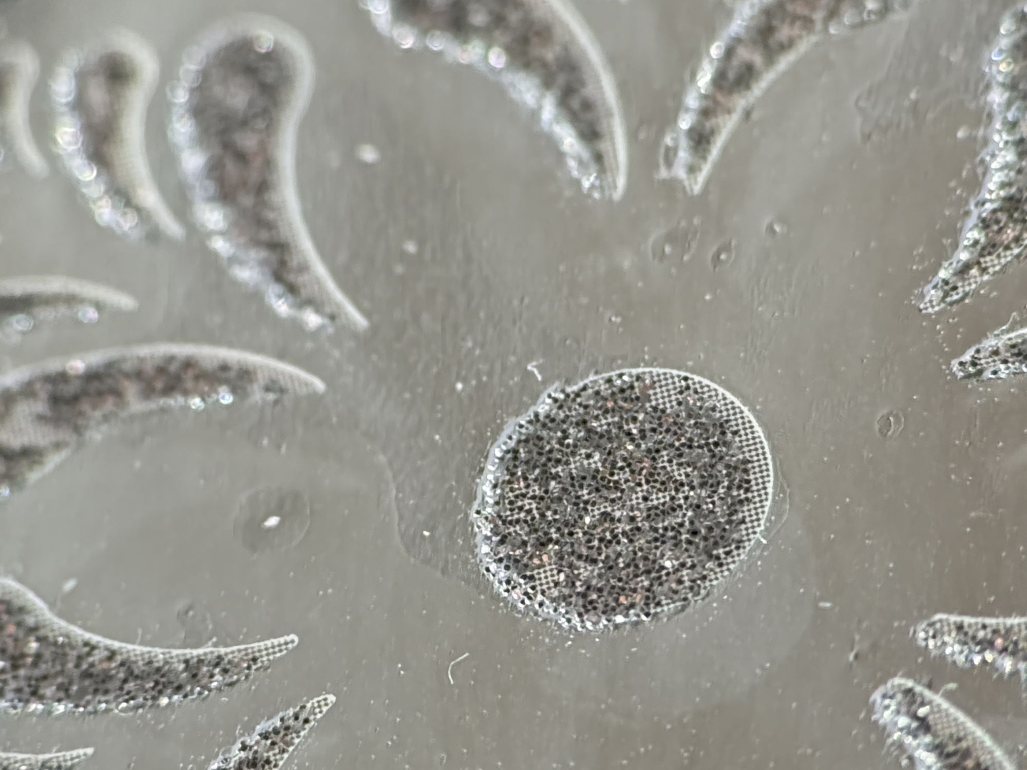 Shiftcam 240mm Super Zoom Tele macro sample.