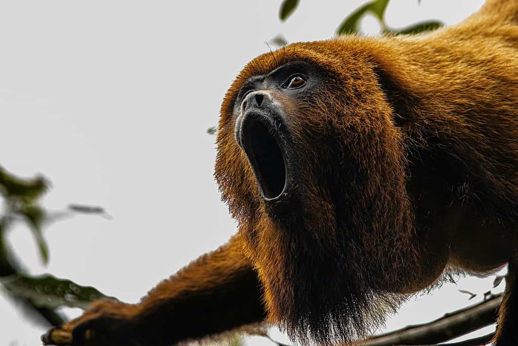 Vocalizing orangutan on tree branch, wildlife conservation, endangered species insight.