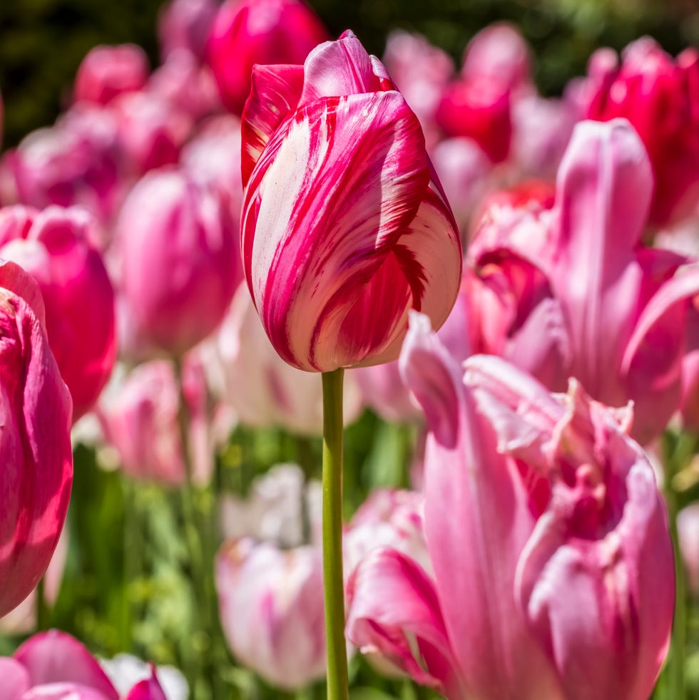 tulips growing outside