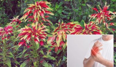 Traditional Brazilian plant shows unexpected strength against arthritis: research