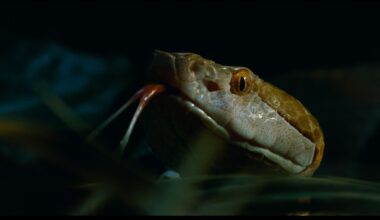 pole to pole nat geo biodiversity anaconda