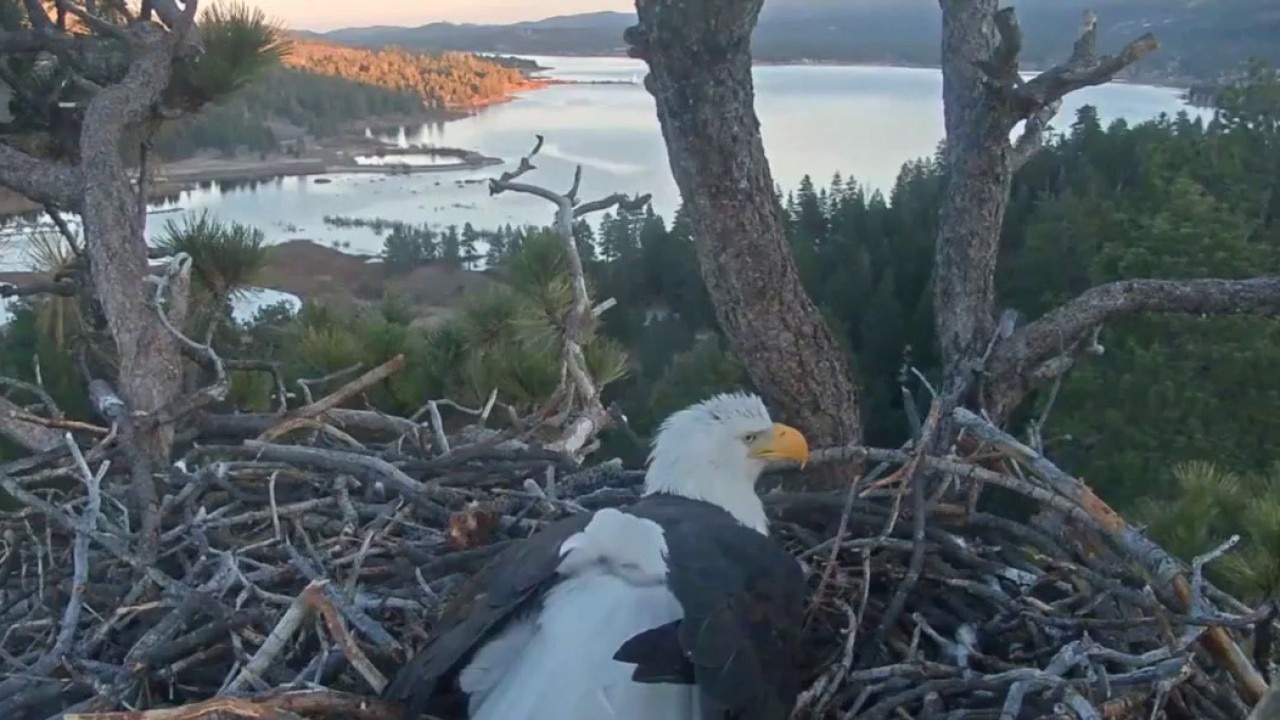 Jackie and Shadow expecting again